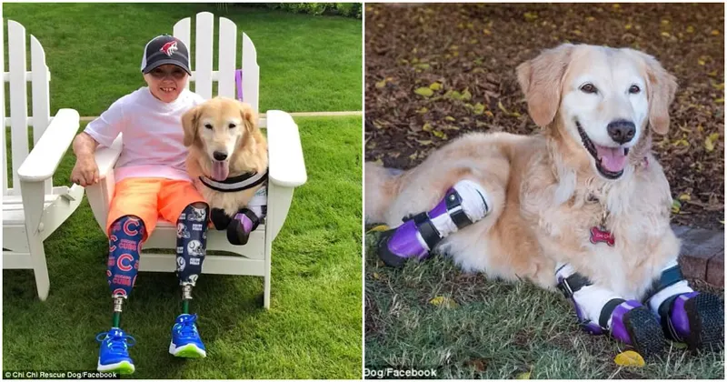 10 Year-Old Double Amputee Finds Inspiration When He Meets Quadruple Amputee Dog