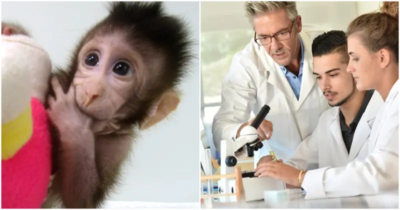 Cloned Monkeys Born For First Time In Scientific Breakthrough. Is This A Dangerous Step Forward?