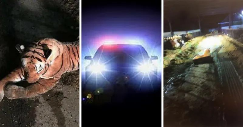 Cops Have 45-Minute Standoff With ‘Tiger’ Before Realizing It’s A Stuffed Animal